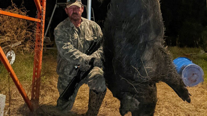 Beastly boar hog
