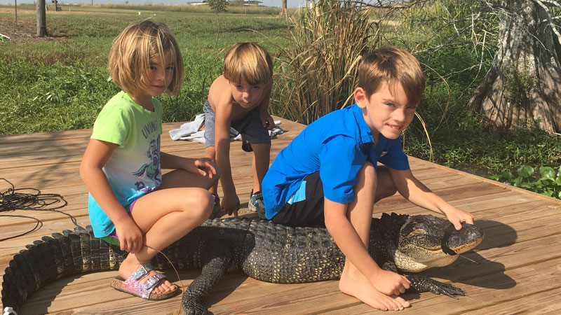 Lake Bruin gator
