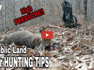 kill bucks on public land