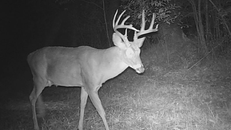 Mature buck caught in the act of breeding