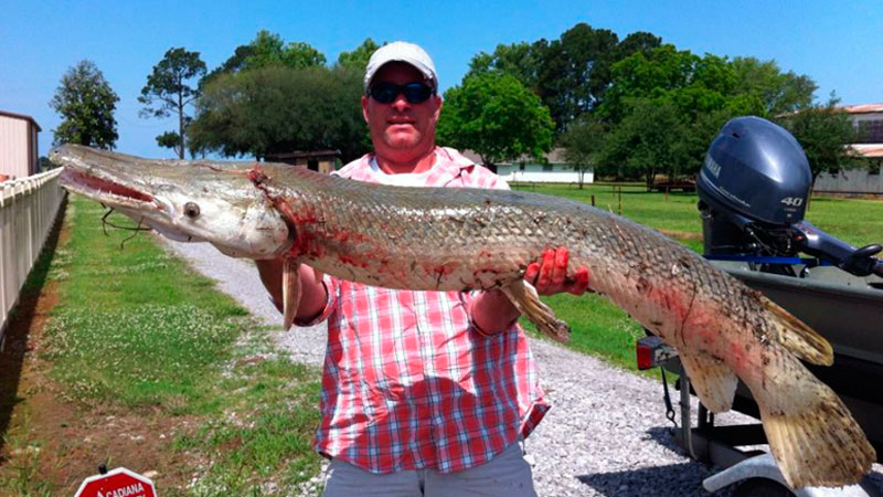 Boston Canal garfish