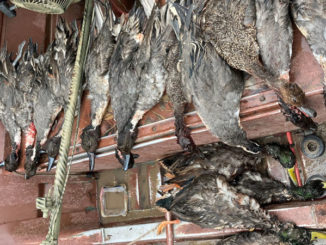 Twelve pintails and four mallards were part of the total of 25 ducks found in their possession. (Photo courtesy LDWF)