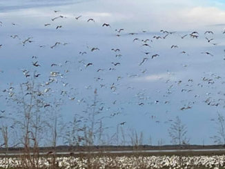 Snow geese fill up Louisiana rice fields and other spots that offer food sources late in the season.
