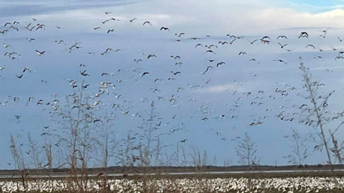 Snow geese fill up Louisiana rice fields and other spots that offer food sources late in the season.