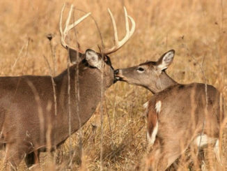 Mini BOW workshop on bucks and does. (Photo courtesy LDWF)