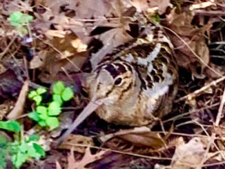You have to look closely for woodcock hiding in the thick of the woods. Without a dog, a hunter can walk right past one.