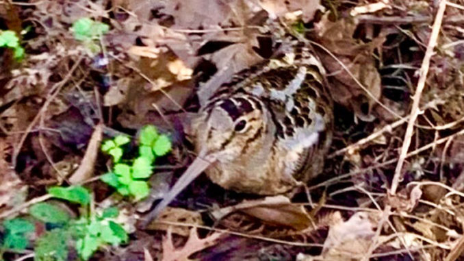 You have to look closely for woodcock hiding in the thick of the woods. Without a dog, a hunter can walk right past one.