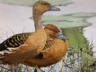 The winning 2022 Louisiana Duck Stamp by Louisiana's Elaine Erikson. (Photo courtesy LDWF)