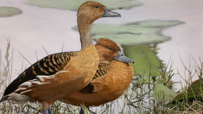 The winning 2022 Louisiana Duck Stamp by Louisiana's Elaine Erikson. (Photo courtesy LDWF)
