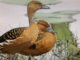 The winning 2022 Louisiana Duck Stamp by Louisiana's Elaine Erikson. (Photo courtesy LDWF)