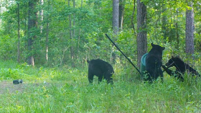 A mother bear and two cubs finish off destroying an empty deer feeder in the pine woods of north Louisiana.