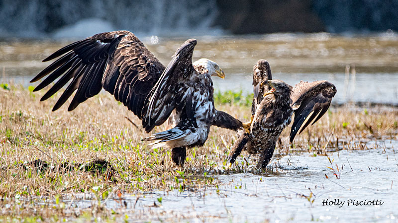 Young eagles