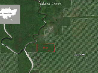 Coats Tract at Joyce Wildlife Management Area. (Photo courtesy LDWF)