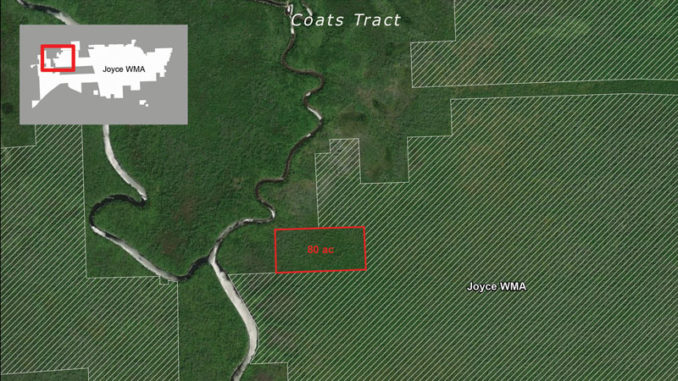 Coats Tract at Joyce Wildlife Management Area. (Photo courtesy LDWF)