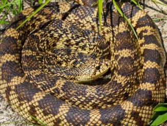 The Louisiana Pine Snake. (Photo courtesy LDWF)