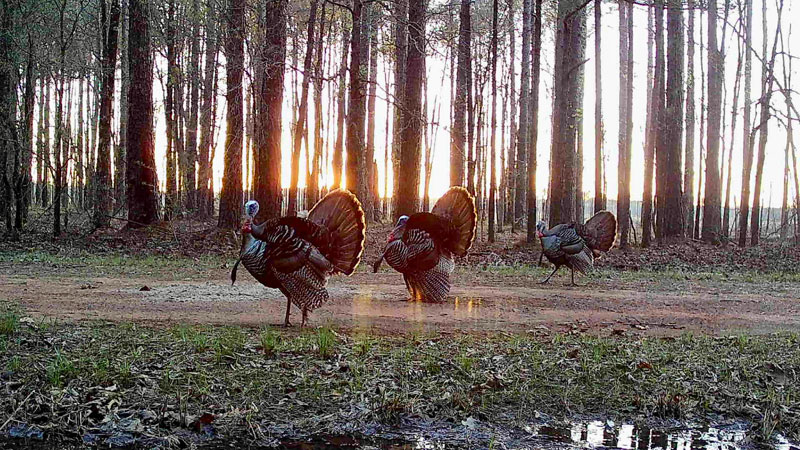 Nicholas Ogletree captured this photo in Benton, LA.