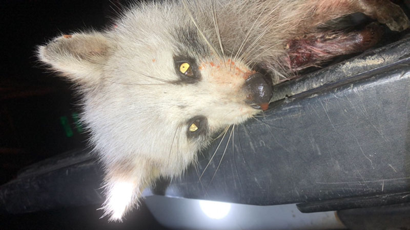Cullen Dickerson (in the orange shirt) and my brother-in-law Nick Scott killed this white raccoon on Dewey Willis WMA dec. 30 2021