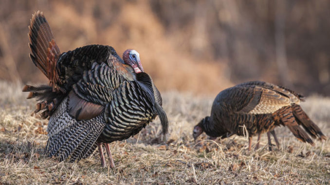 LDWF has developed a public online component to report turkey sightings in the state. (Photo courtesy LDWF)