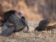 LDWF has developed a public online component to report turkey sightings in the state. (Photo courtesy LDWF)