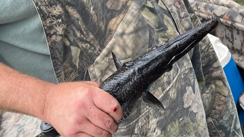 Black alligator gar