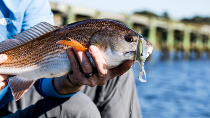 This Z-Man Kicker CrabZ did its job on a big redfish.