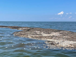 Another black eye for the pogie industry off the Louisiana coast — an abandoned net full of dead fish just off Holly Beach.