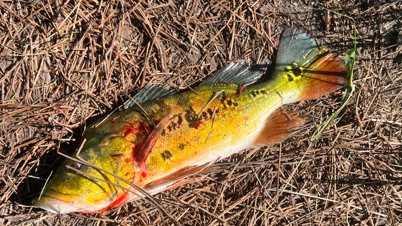 Peacock bass in Bayou St. John