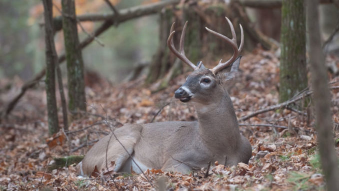CWD-infected deer may exhibit signs of weight loss and emaciation, salivation, frequent drinking and urination, incoordination, circling and lack of fear of people.