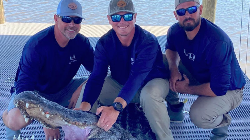 Our largest alligator of our 2022 season was this guy!
