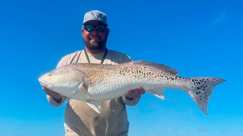 Big bull red with over 200 spots