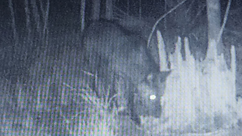 I've been seeing these black coyotes for the last 2 years in Ponchatoula.
