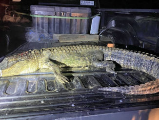 (Photo courtesy LDWF)