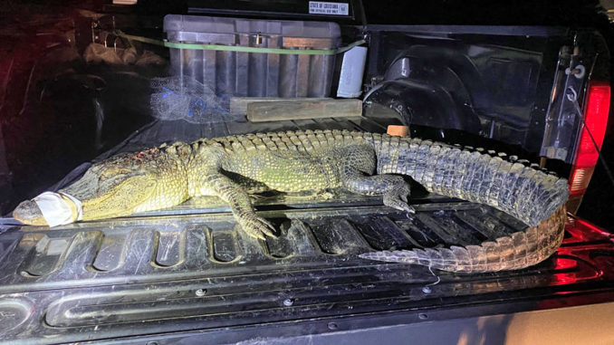 (Photo courtesy LDWF)