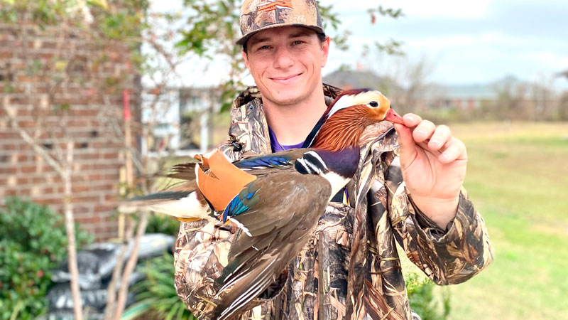 Mandarin duck in Bayou Black