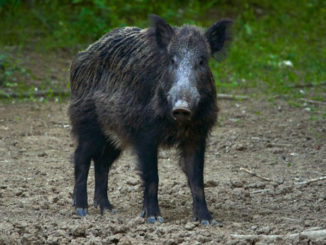 Wild hogs are challenging and fun to hunt, and can inflict major damage on farming and hunting property.