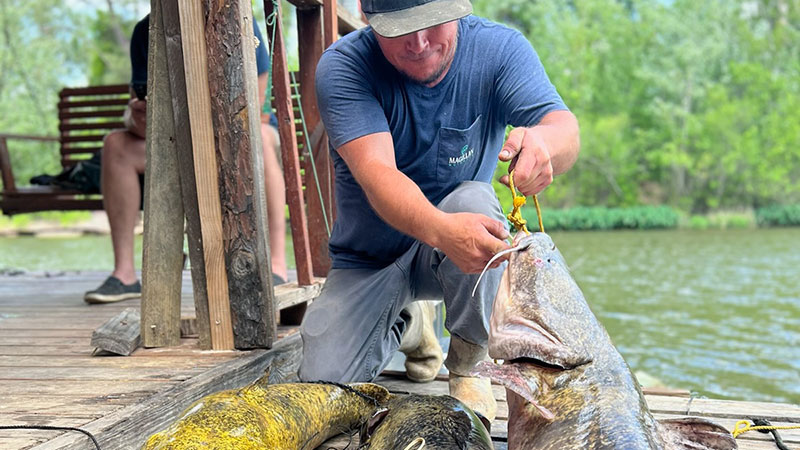 Gregory King's giant catfish