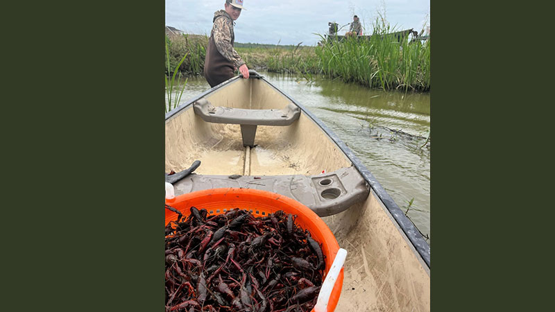 South Louisiana crawfish