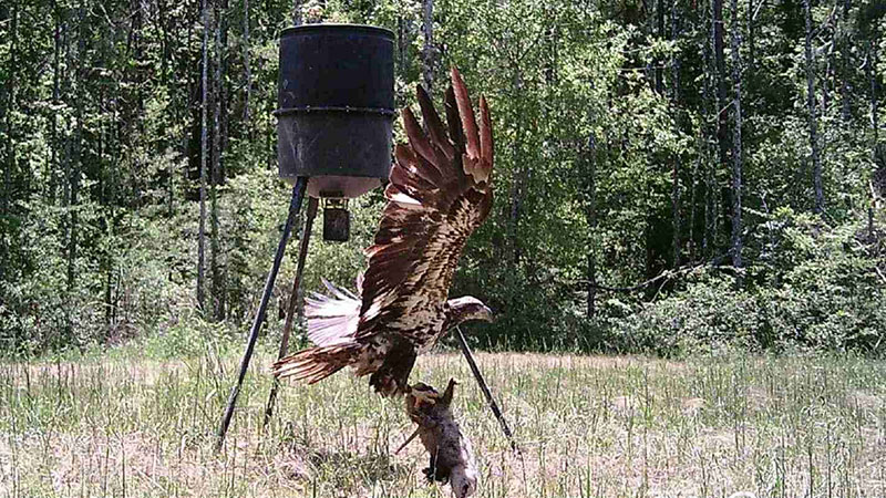 Bald eagle gets dinner
