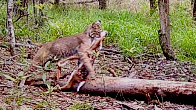 Starks trail camera photo