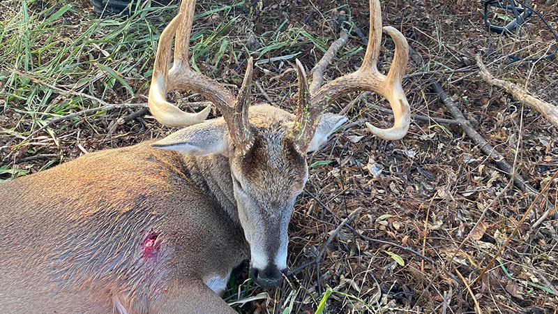 Sean Bergeron was hunting in St. Francisville on Dec. 24, 2022 when he found this buck working a hot doe in the morning.