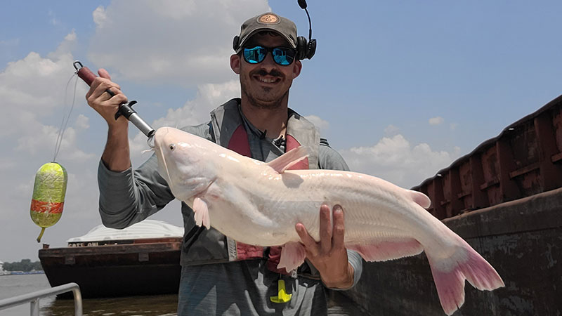 This 14-pound leucistic blue catfish was caught by Capt. Henry LeBlanc of Dal-Co Marine Services on May 31, 2023.