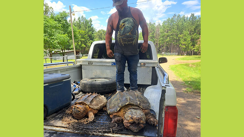 150-pound loggerhead