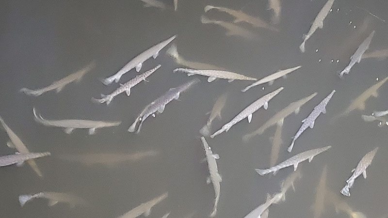 I live on the river north of Lake Charles. I have a gathering of gar fish that is unheard of.