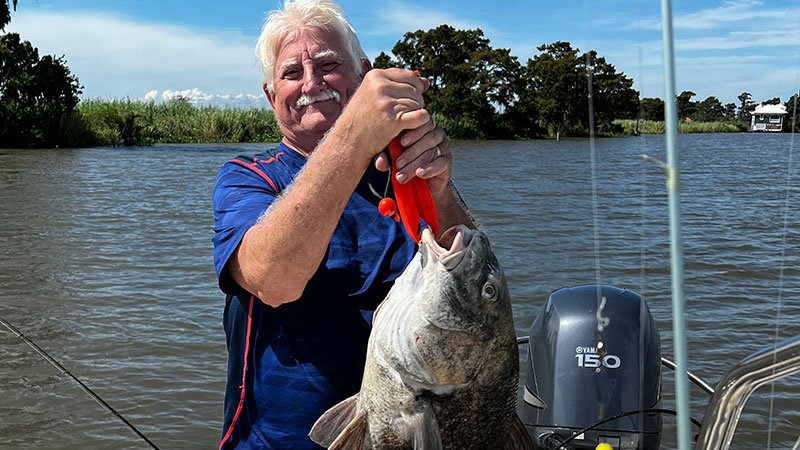 Gilbert Gauthreaux caught a big black drum