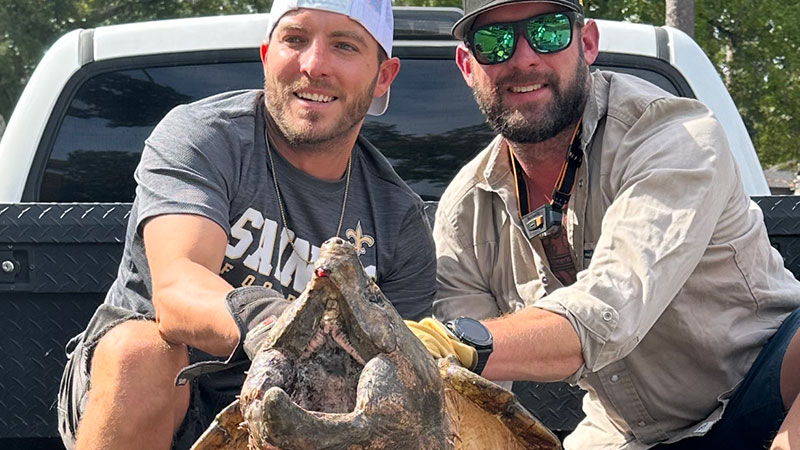 Caddo Parish alligator snapping turtle