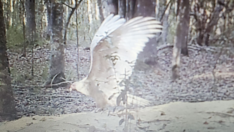 Albino buzzard