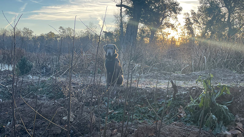 Lab on the bayou