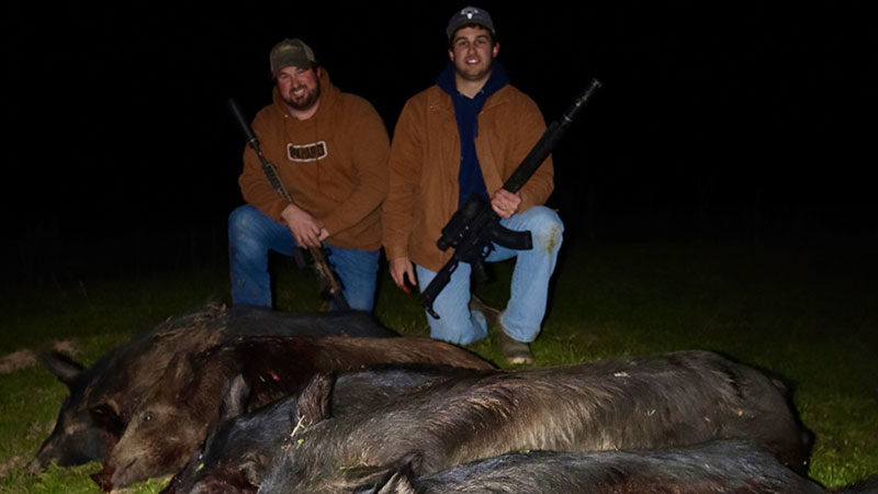 Big group of hogs