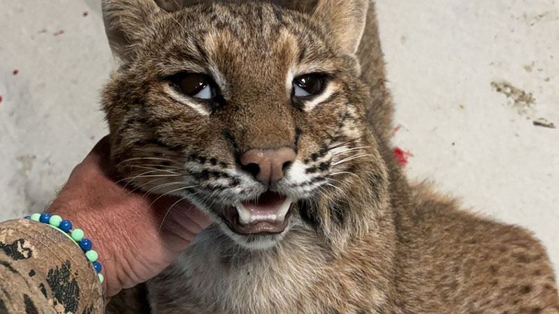 Blaine Carline's bobcat