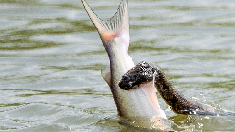 Snake gets its meal